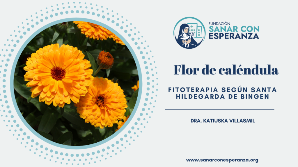 Caléndula según Santa Hildegarda con propiedades cicatrizantes y digestivas.