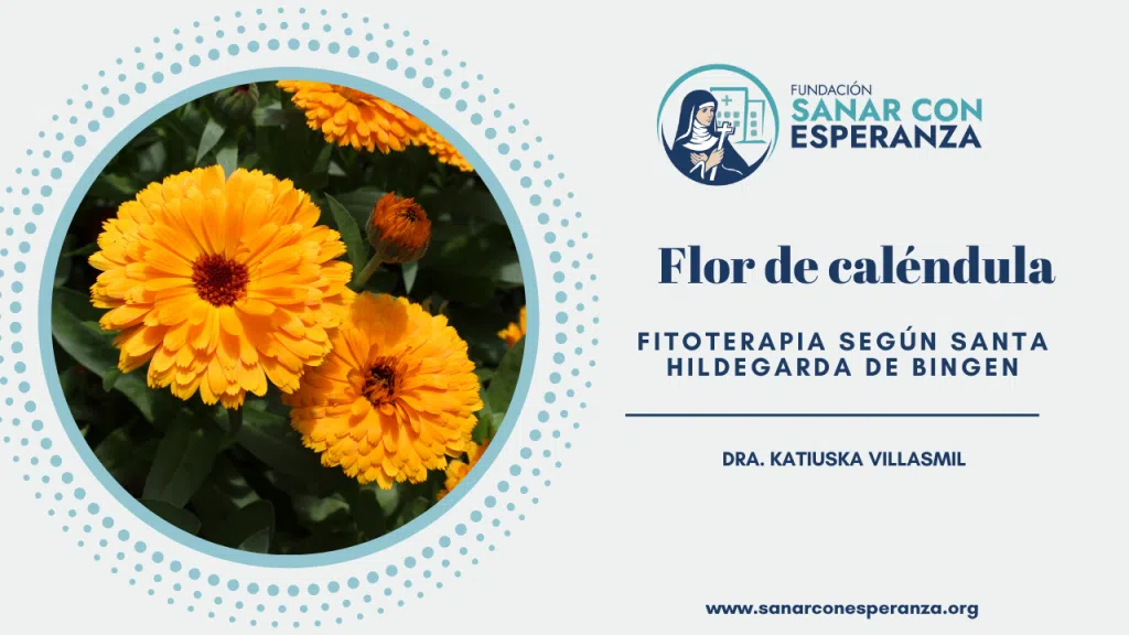 Caléndula según Santa Hildegarda con propiedades cicatrizantes y digestivas.