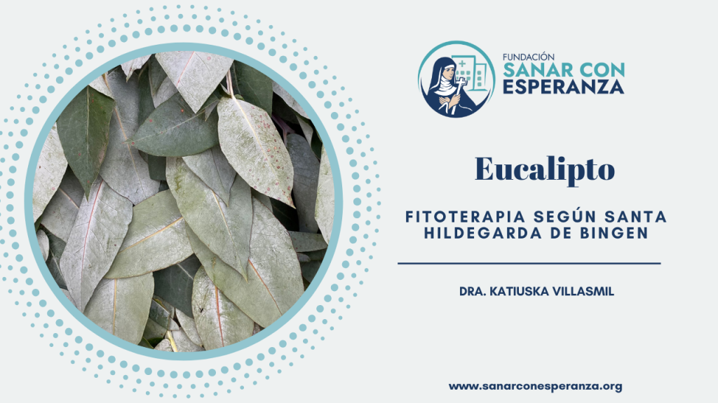 Eucalipto según Santa Hildegarda de Bingen y sus beneficios para la salud.