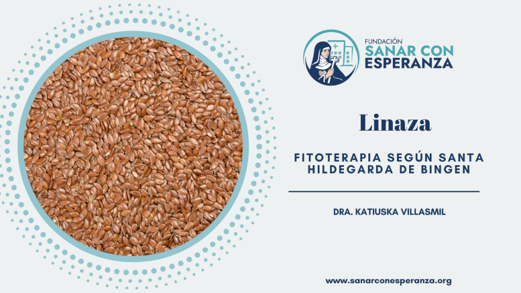 Linaza según Santa Hildegarda de Bingen y sus beneficios para la salud.