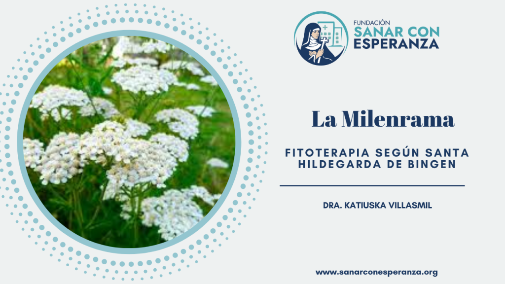 Milenrama según Santa Hildegarda de Bingen y sus propiedades medicinales.