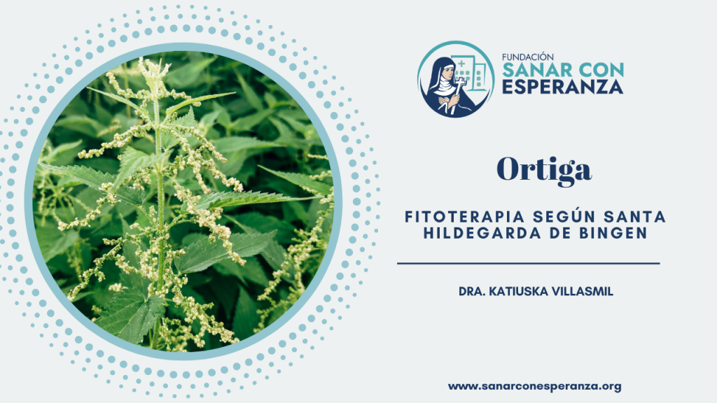 Ortiga según Santa Hildegarda de Bingen y sus beneficios medicinales.