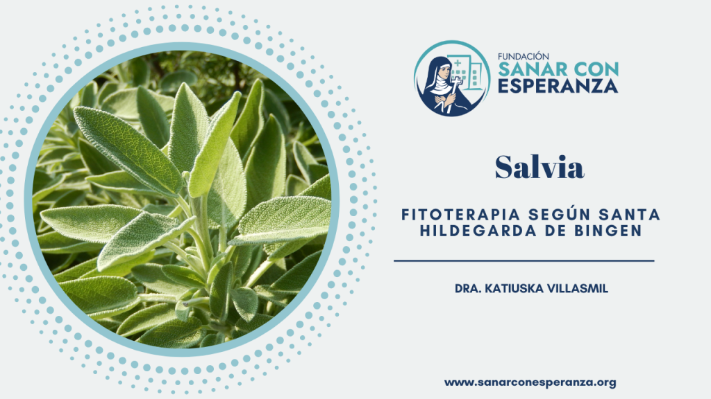 Salvia según Santa Hildegarda con beneficios digestivos y calmantes.